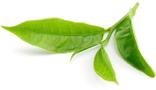 Daintree Tea Leaves